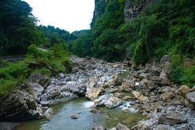 大鹰森林逃生